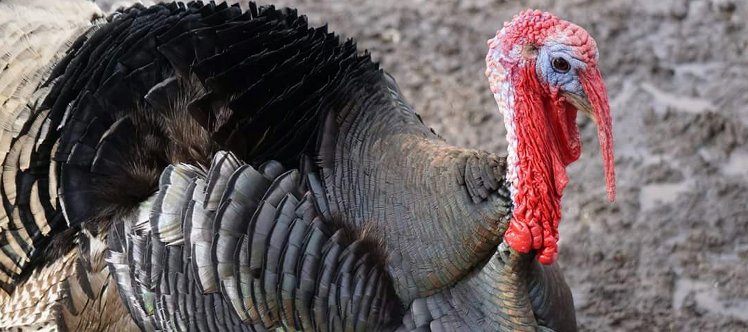 Home - Pony Rides R Us!