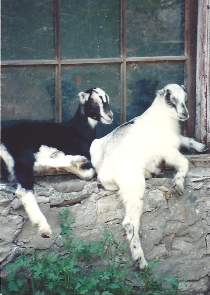 Gallery - Pony Rides R Us!